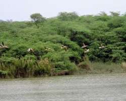 The area behind the lake is preserved with the name of Sukhna Wildlife Sanctuary since 1998. It is a home of golden jackals, mongoose, civets, wild ca